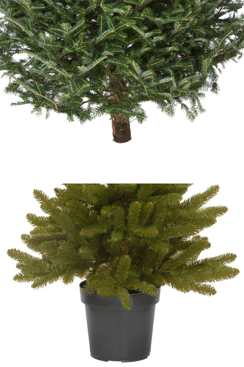 Albero Nordmann Fir 240 Cm Verde - De Matteis